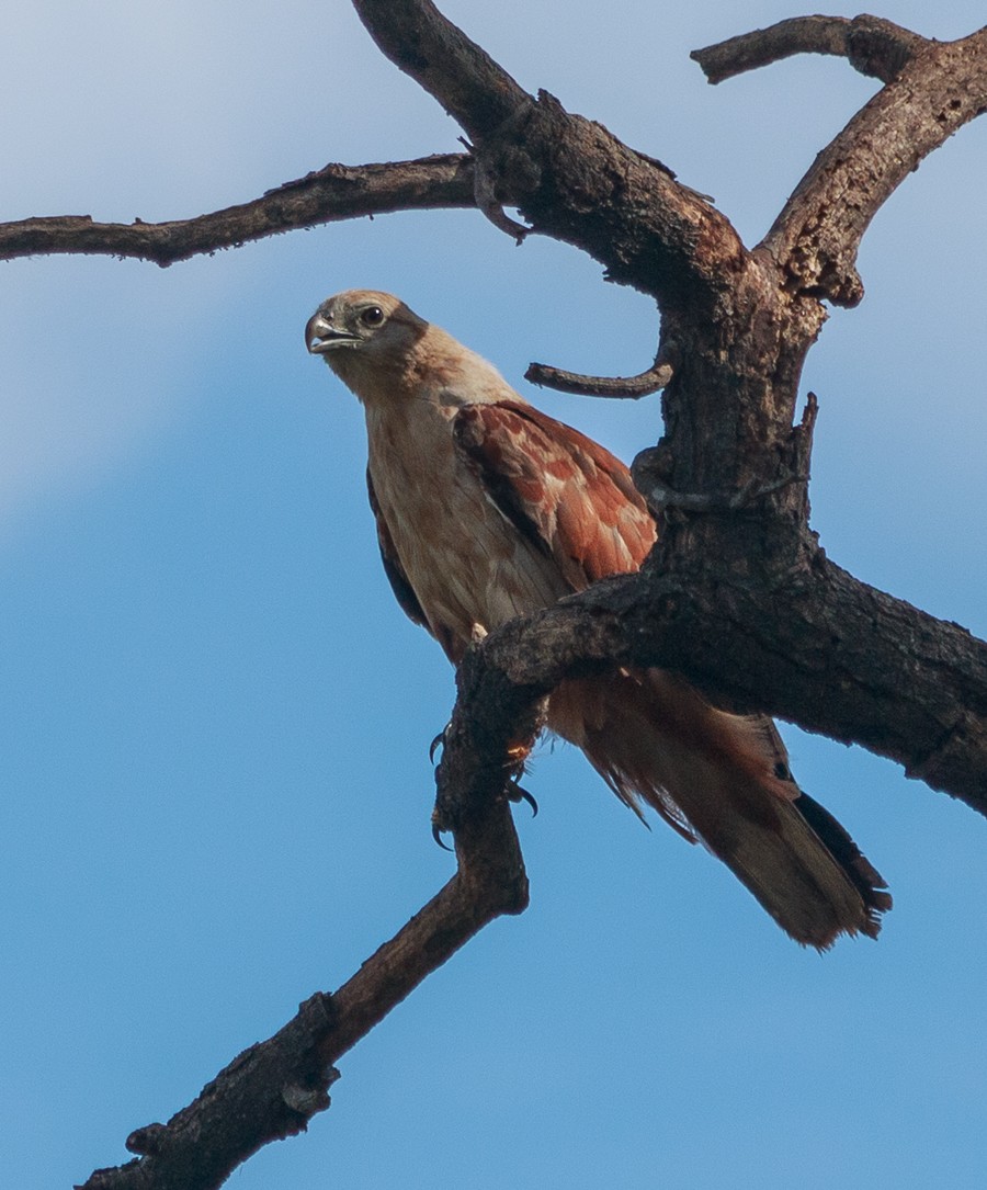 Brahminy Kite - ML626209164