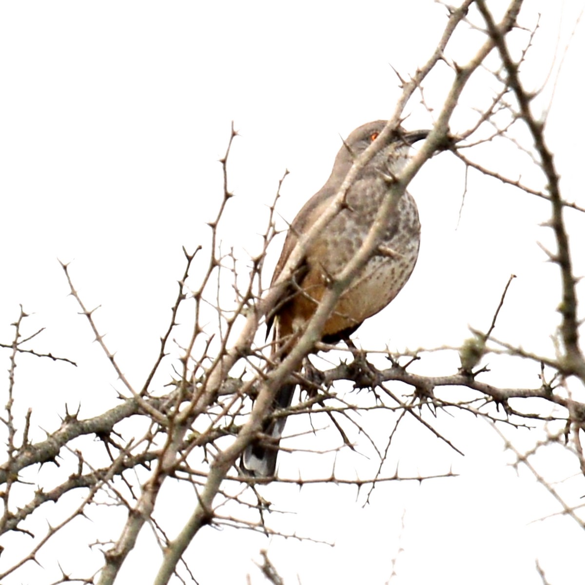 Curve-billed Thrasher - ML626209385