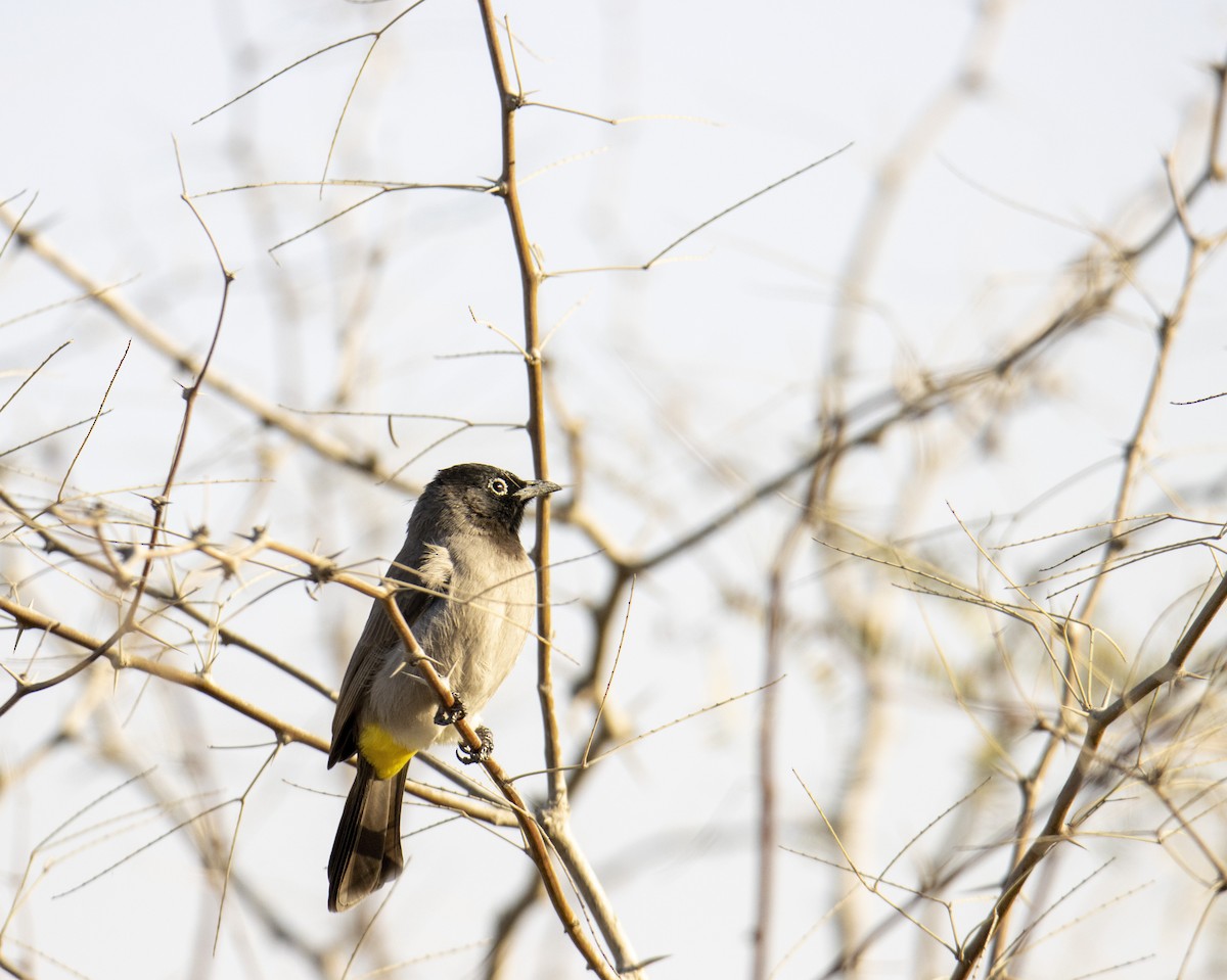 White-spectacled Bulbul - ML626209548