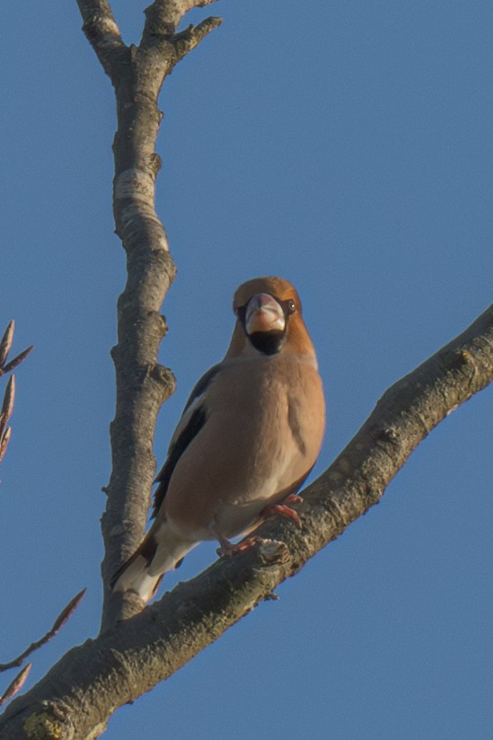 Hawfinch - ML626209621