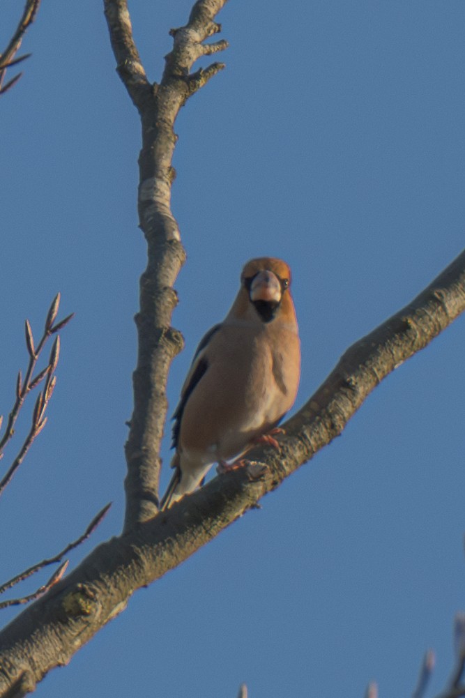 Hawfinch - ML626209622