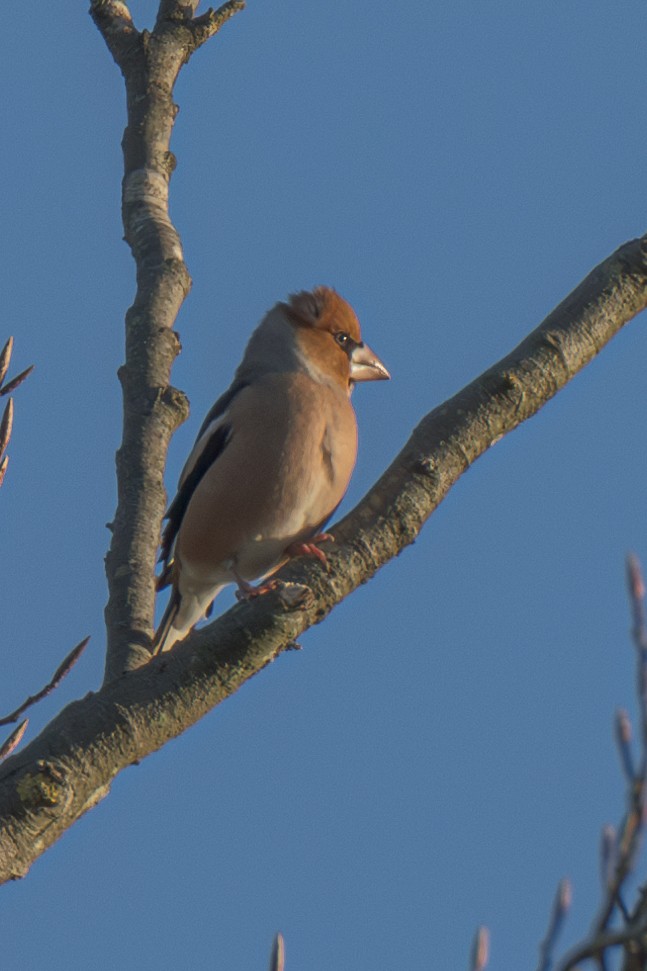 Hawfinch - ML626209623