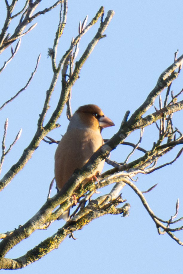 Hawfinch - ML626209624