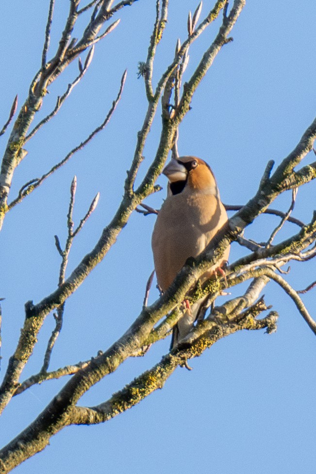 Hawfinch - ML626209625