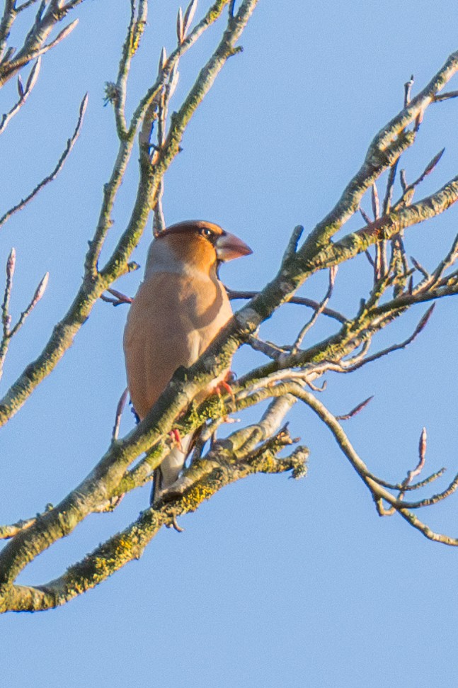 Hawfinch - ML626209626