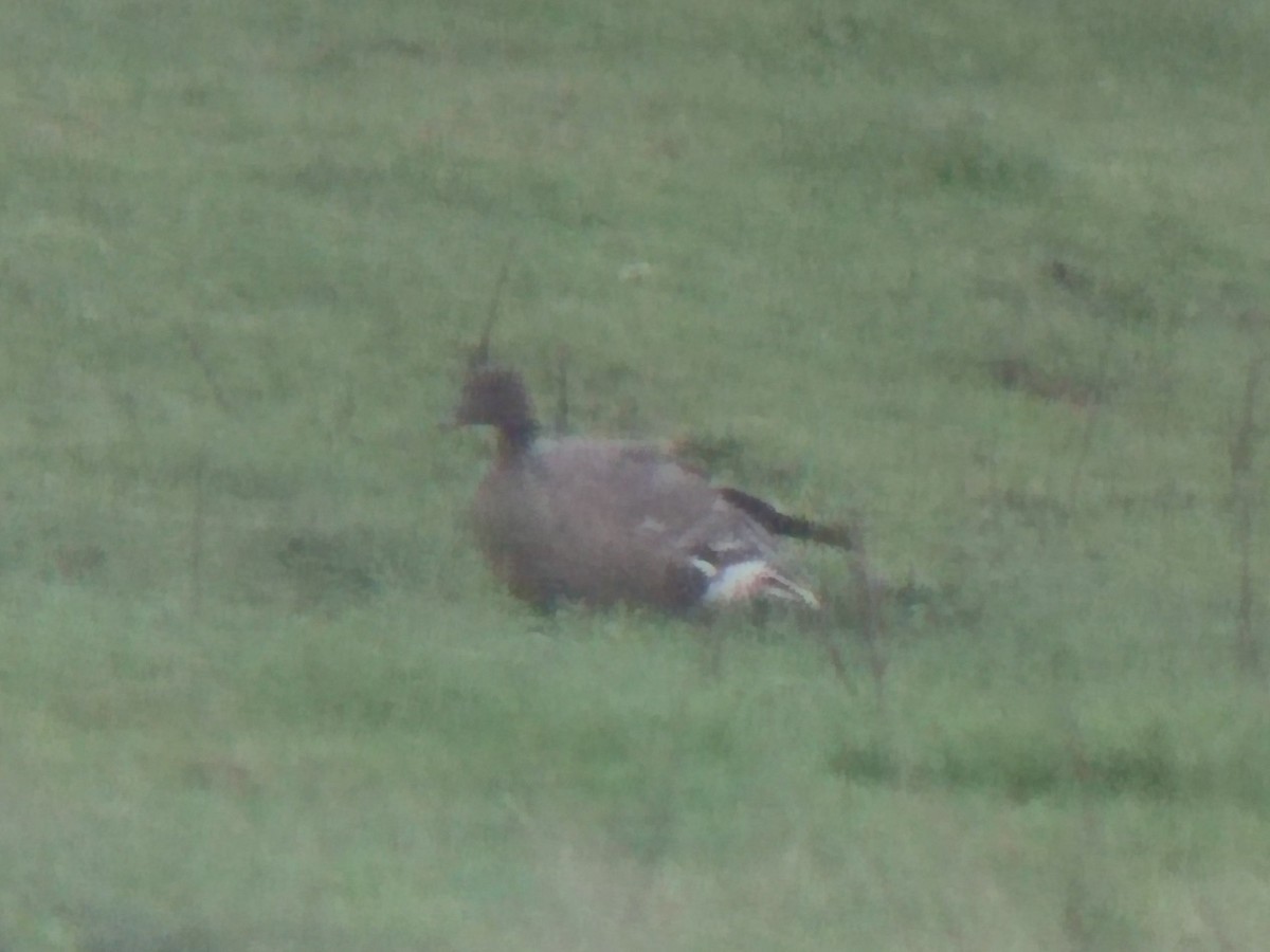 Pink-footed Goose - ML626209660