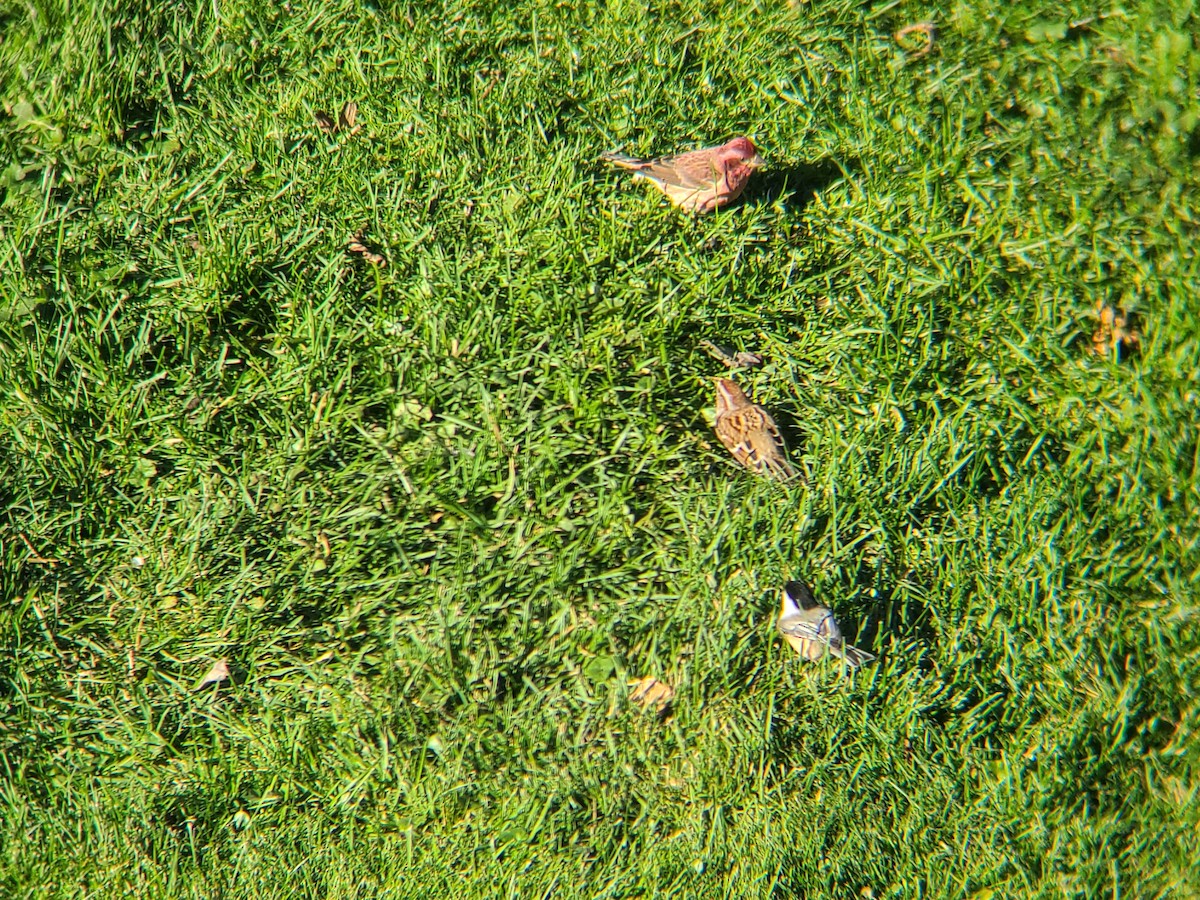 American Tree Sparrow - ML626209722