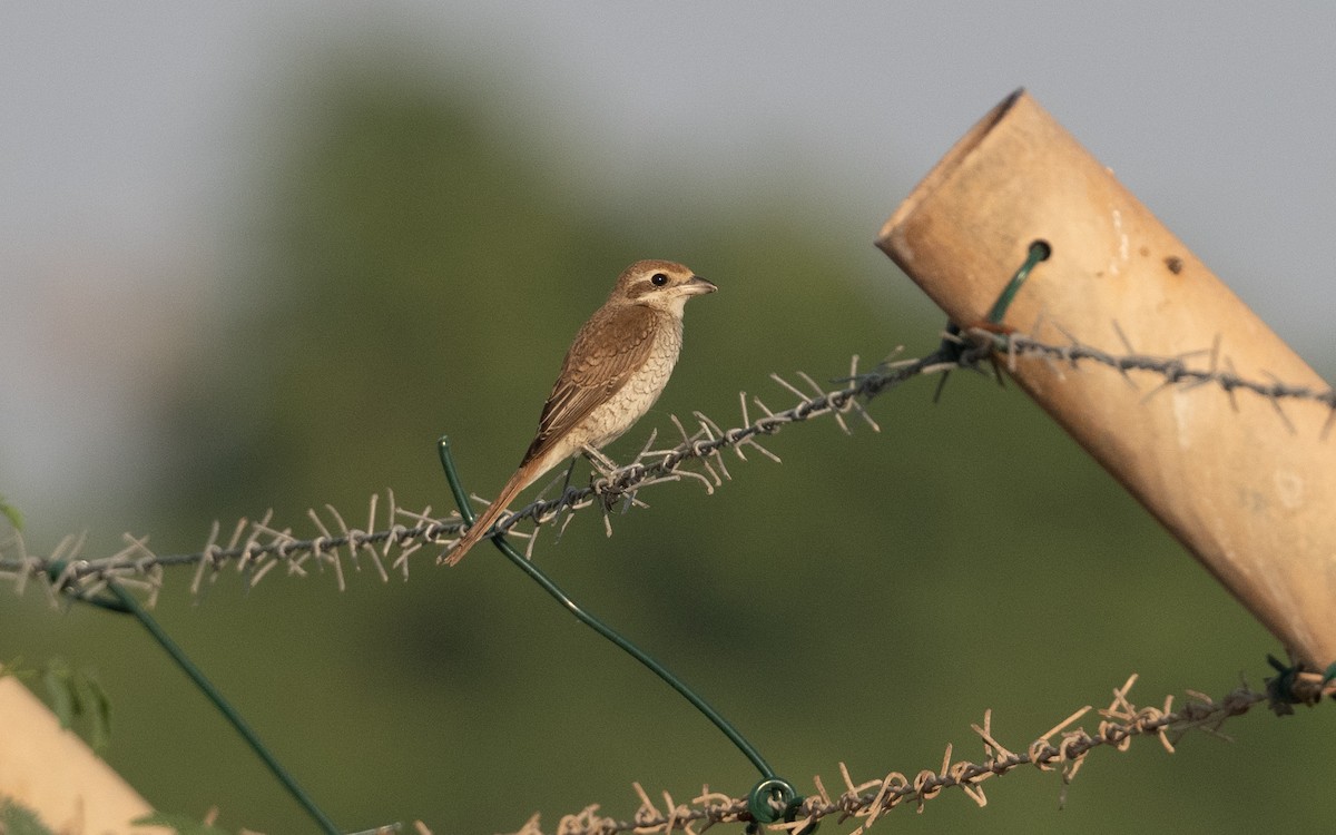 Brown Shrike - ML626209737