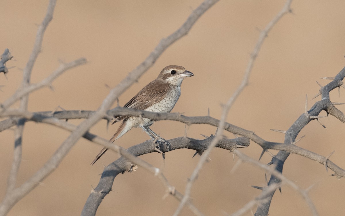 Brown Shrike - ML626209738