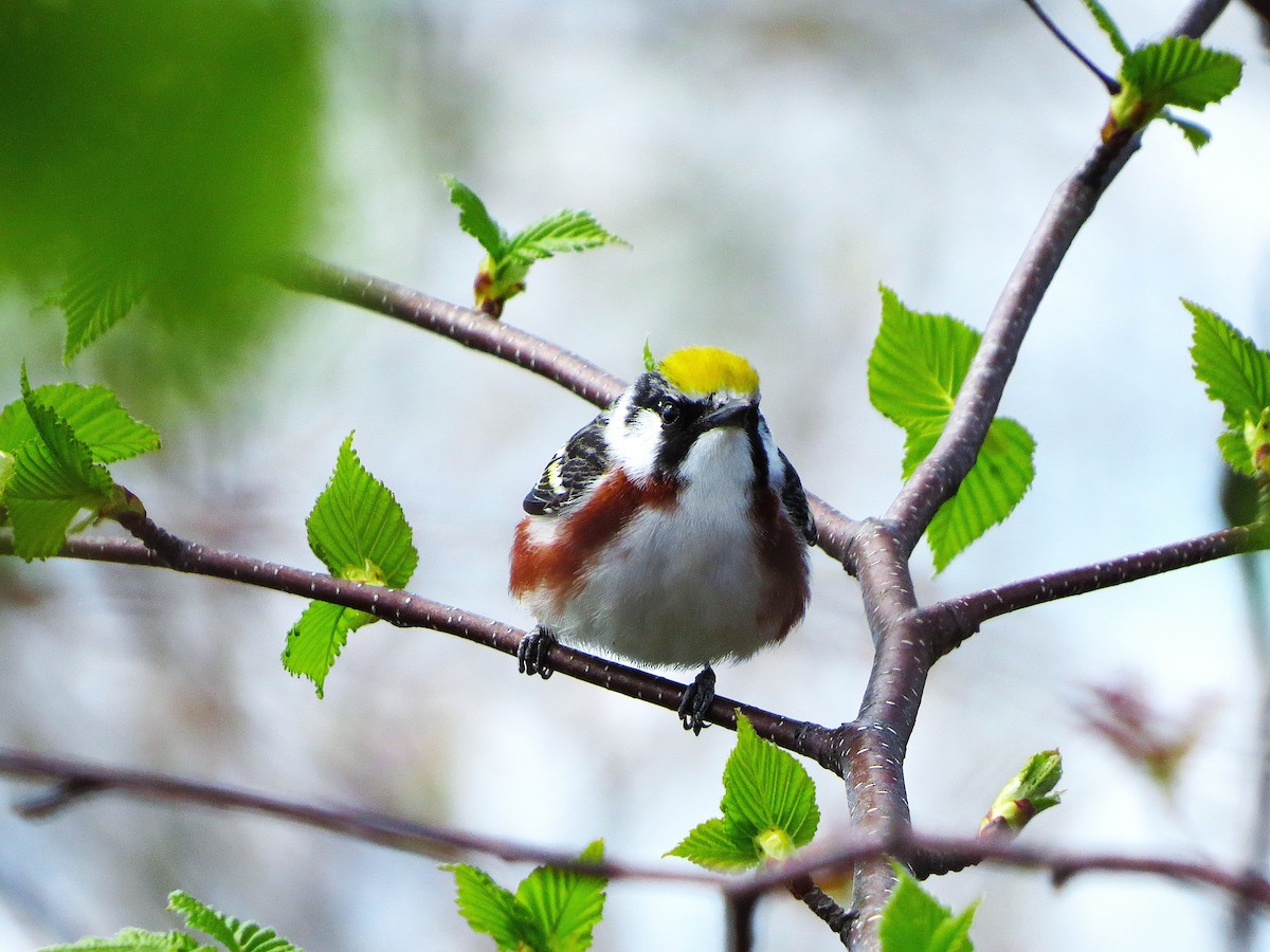 Chestnut-sided Warbler - ML626209772