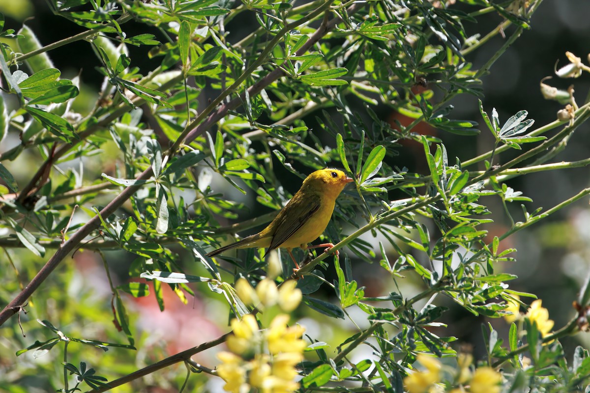 kalottparula - ML626210106