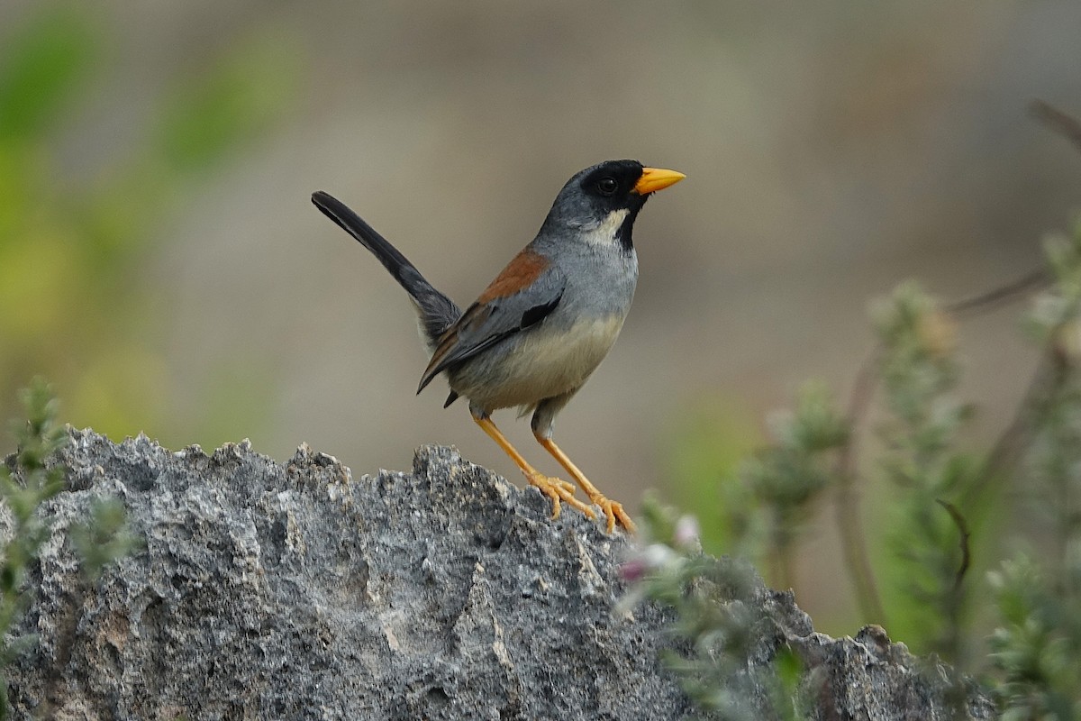Buff-bridled Inca-Finch - ML626210131