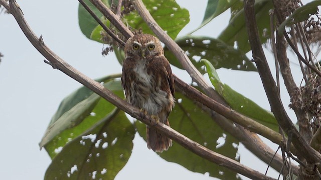 Yungas Pygmy-Owl - ML626210333