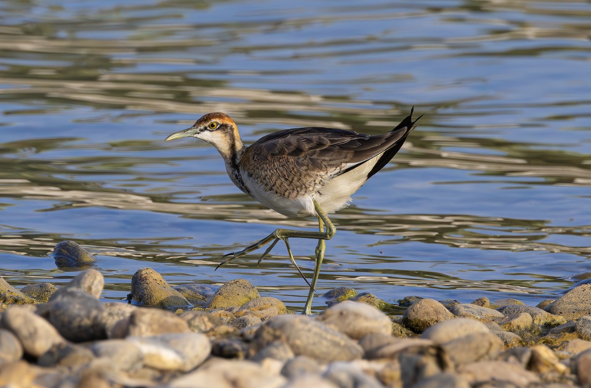 Pheasant-tailed Jacana - ML626210415