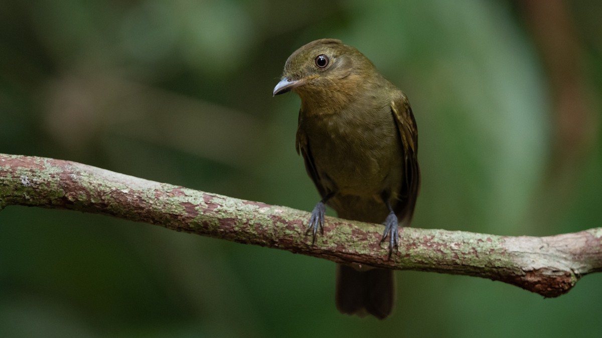 Brown-winged Schiffornis - ML626210458