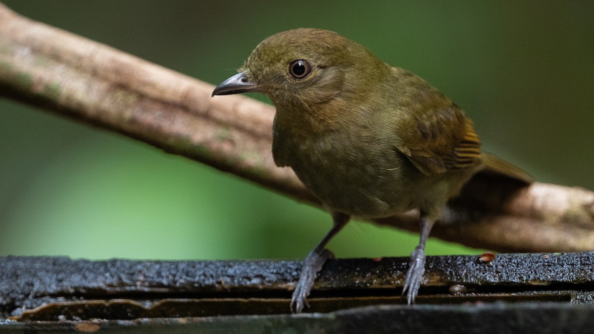 Brown-winged Schiffornis - ML626210459