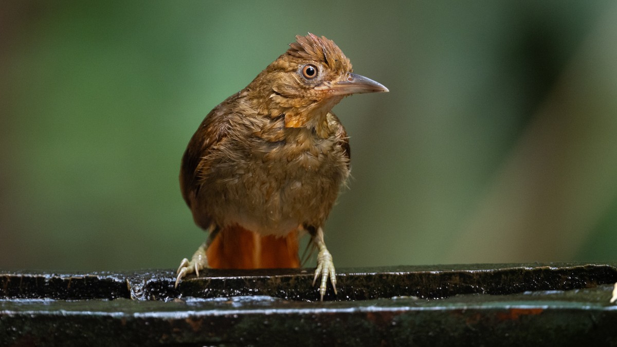 Chestnut-crowned Foliage-gleaner - ML626210575