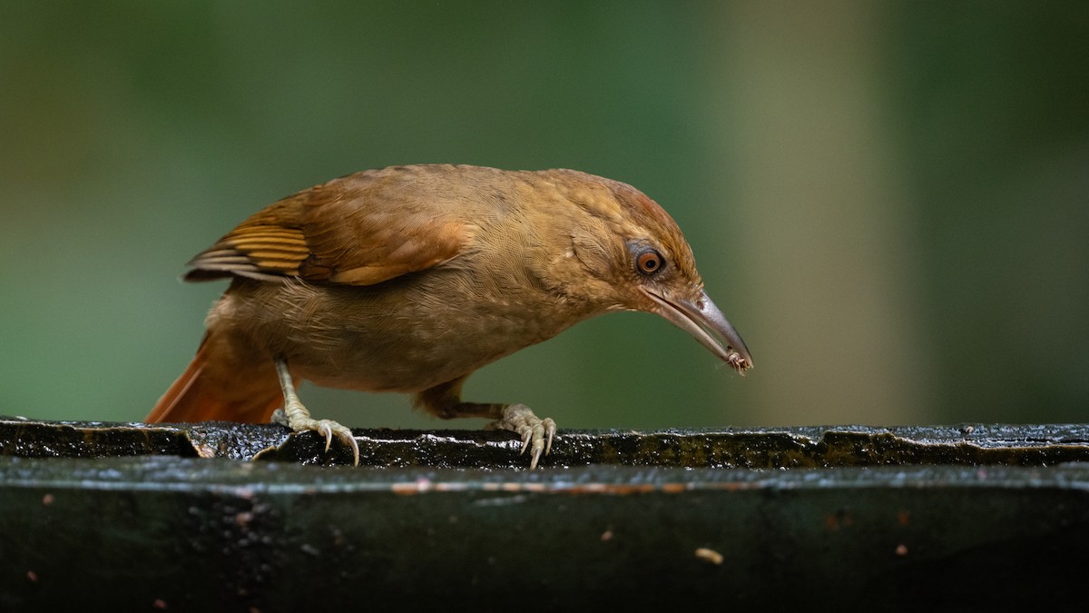 Chestnut-crowned Foliage-gleaner - ML626210577