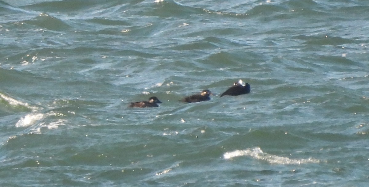 Surf Scoter - ML626210749