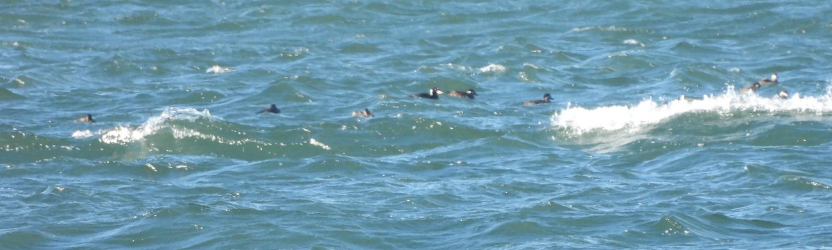 Surf Scoter - ML626210750