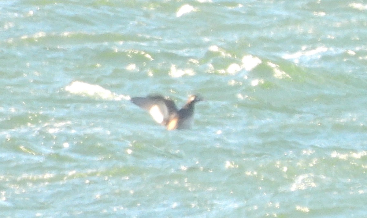 White-winged Scoter - ML626210767