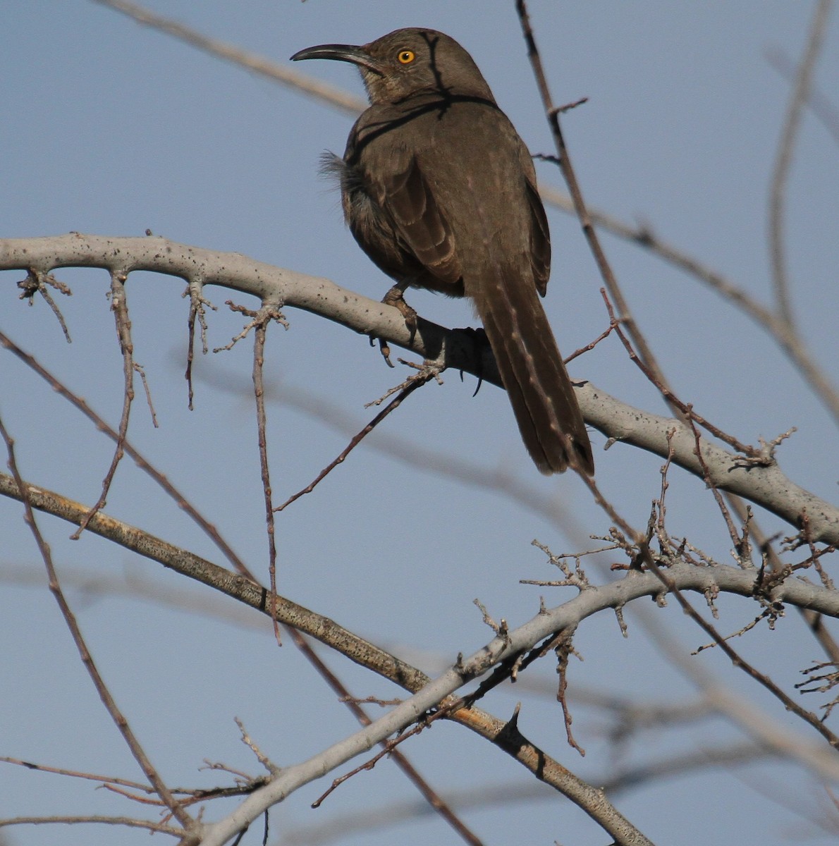 Curve-billed Thrasher - ML626210781