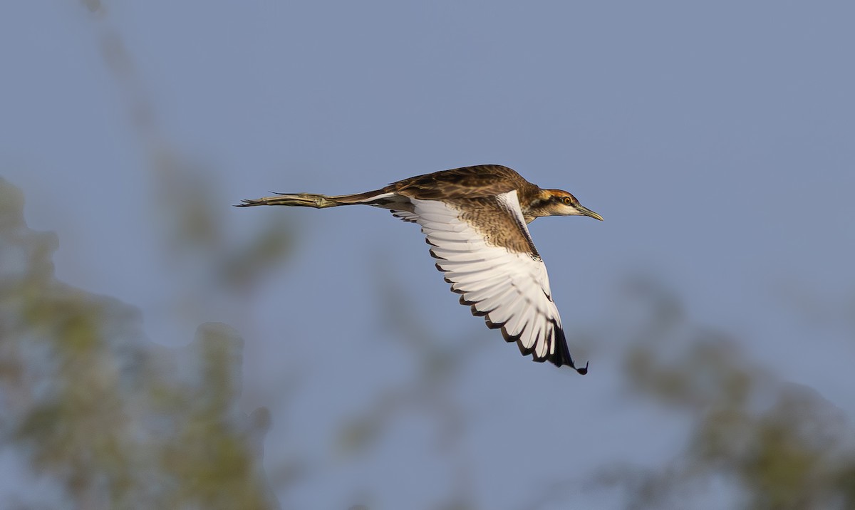 Pheasant-tailed Jacana - ML626210861