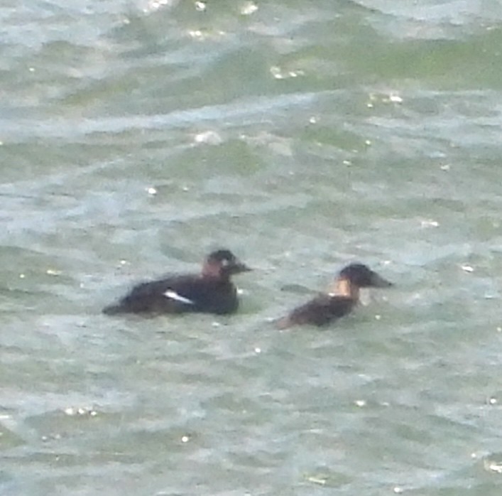 White-winged Scoter - ML626210896