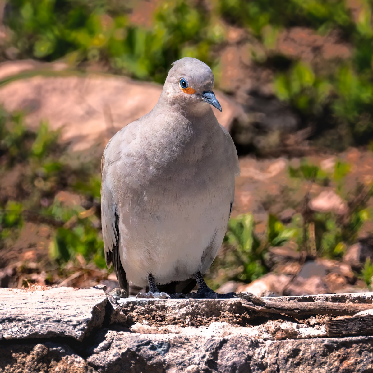 Colombe à ailes noires - ML626210909