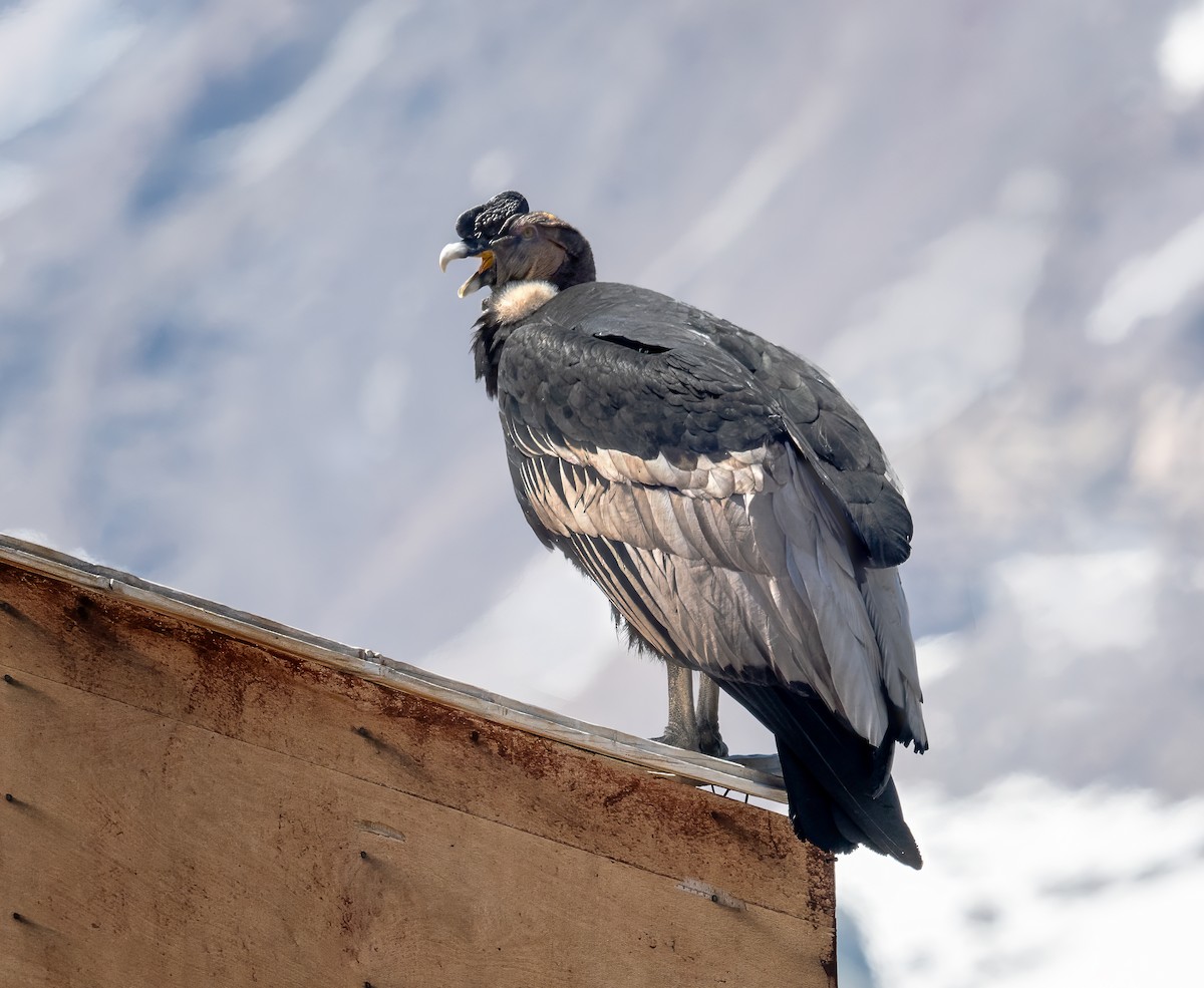 Condor des Andes - ML626210930