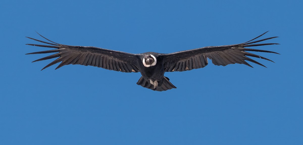 Condor des Andes - ML626210931