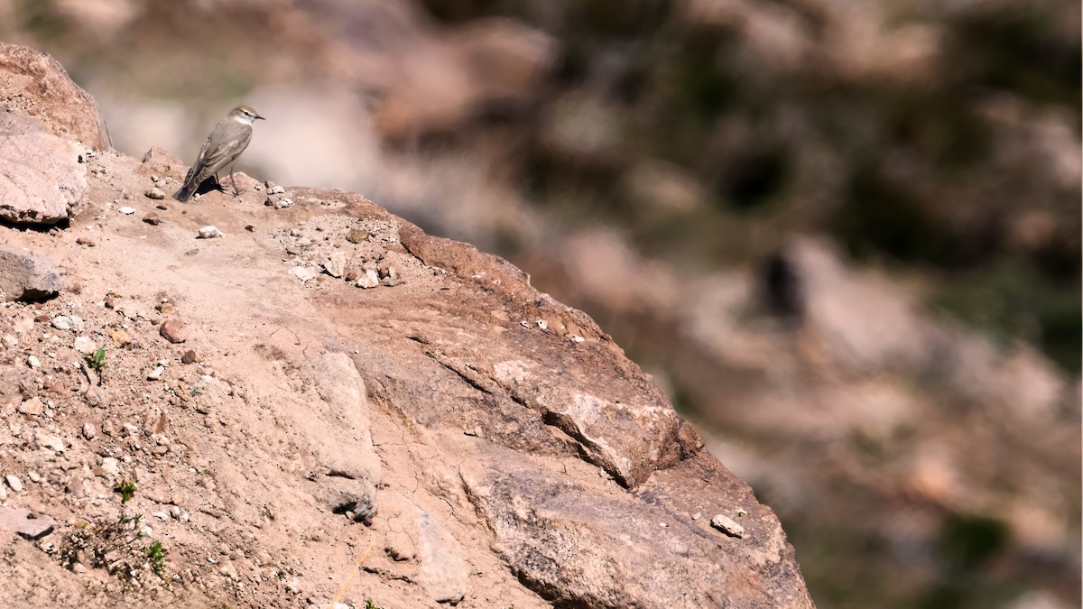 Dormilon à sourcils blancs - ML626210945