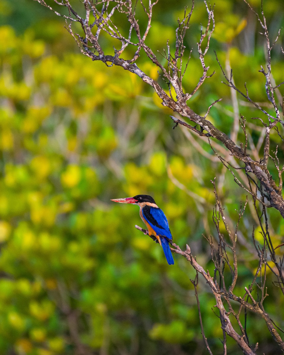 Black-capped Kingfisher - ML626210950