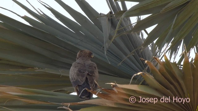 Wahlberg Küçük Kartalı - ML626210955