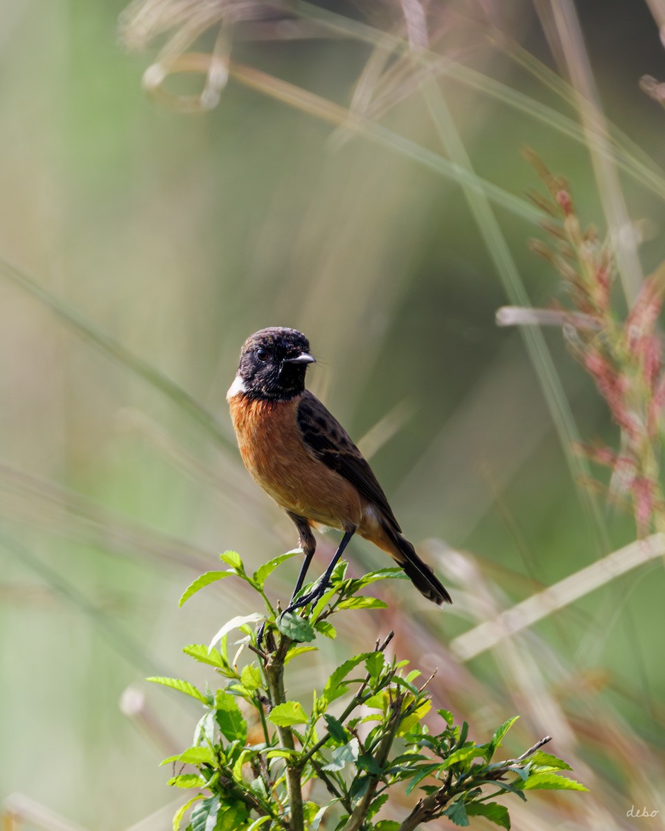 Siberian Stonechat (Przevalski's) - ML626211212