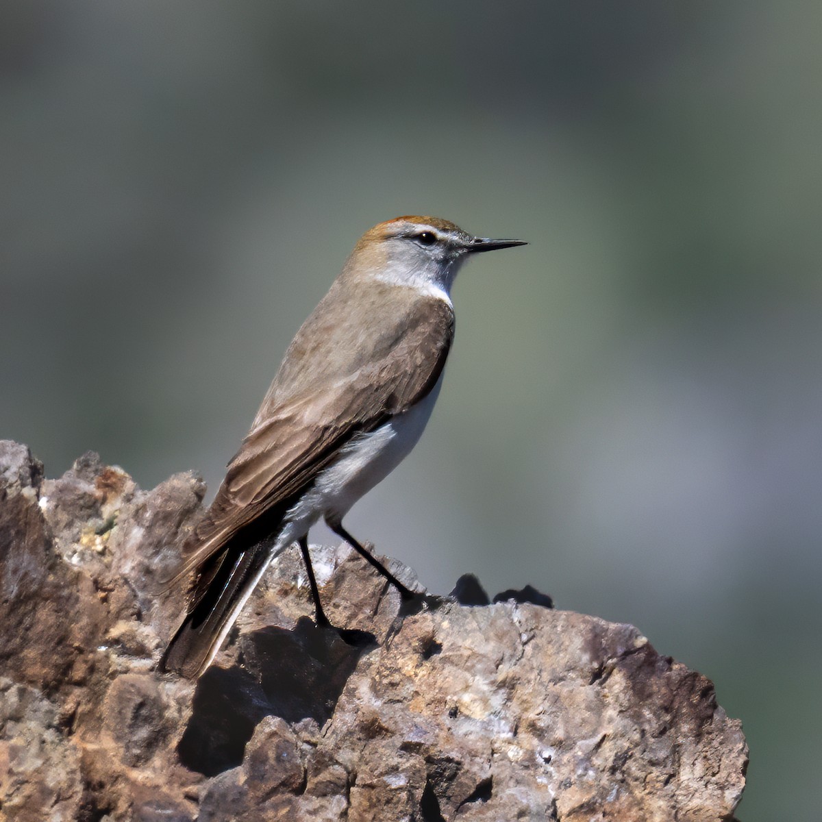 Dormilon à sourcils blancs - ML626211230