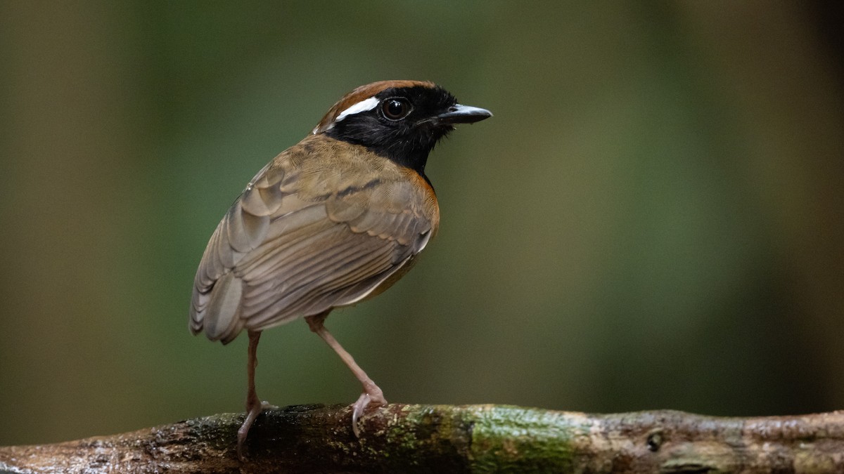 Black-breasted Gnateater - ML626211256