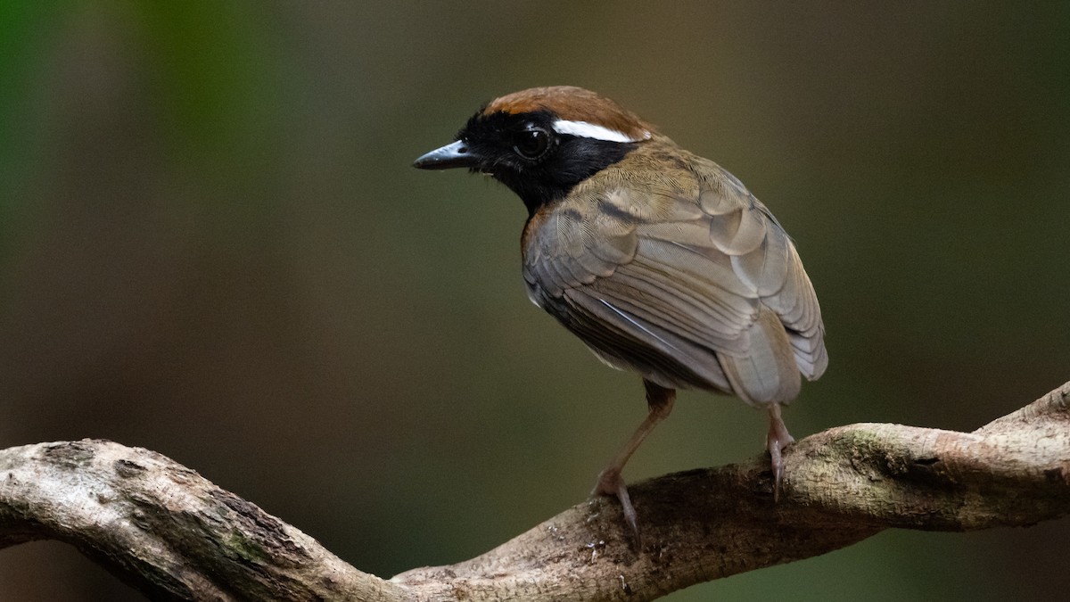 Black-breasted Gnateater - ML626211257