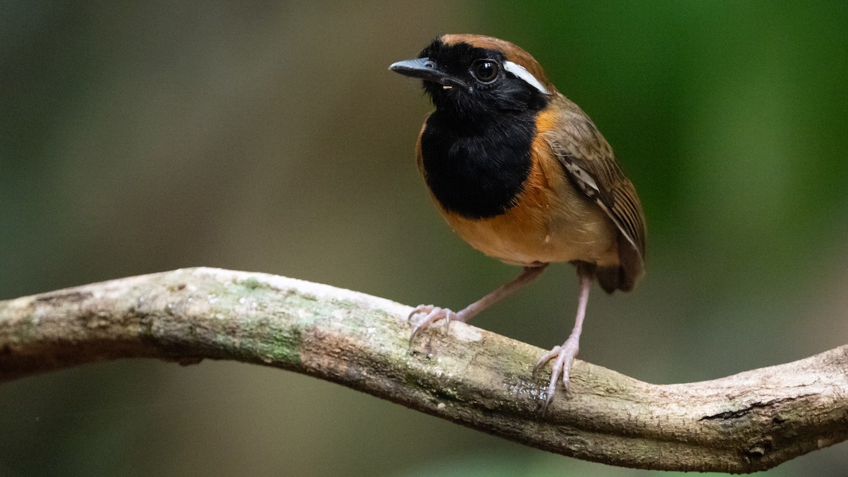 Black-breasted Gnateater - ML626211258