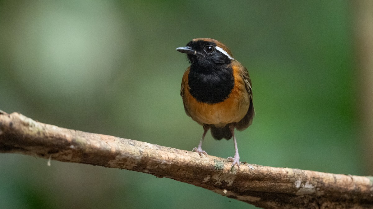 Black-breasted Gnateater - ML626211259