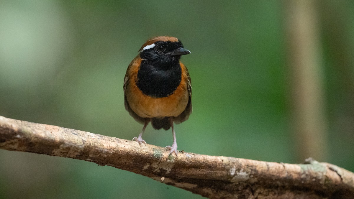 Black-breasted Gnateater - ML626211260