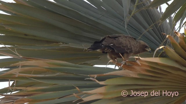 Wahlberg Küçük Kartalı - ML626211384