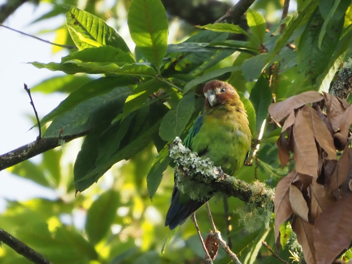 Rusty-faced Parrot - ML626211441