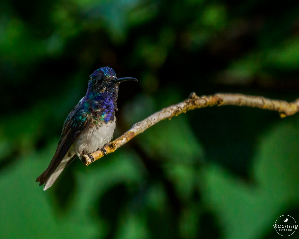 White-necked Jacobin - ML626211451