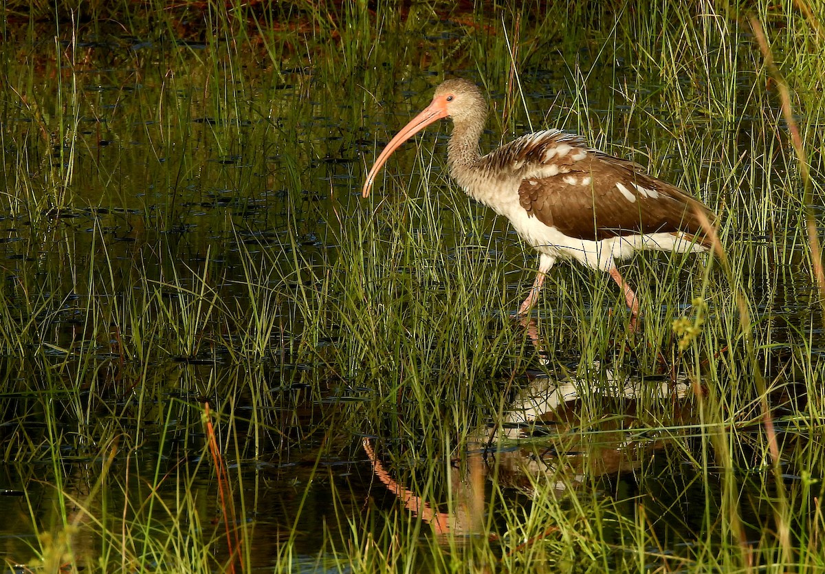 White Ibis - Christine Rowland