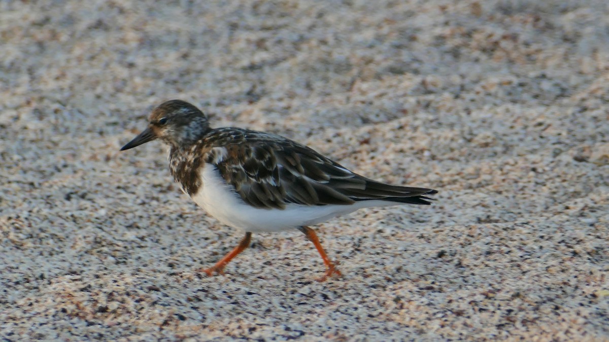 Ruddy Turnstone - Pierre Bonmariage