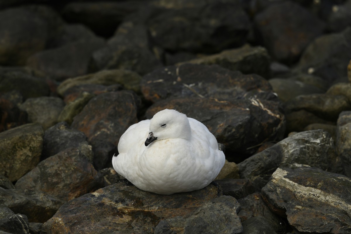 Kelp Goose - Andrea Parisi