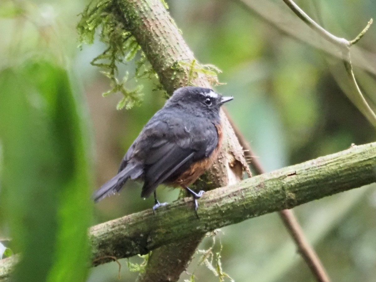 Chestnut-bellied Chat-Tyrant - Richard Kaskan