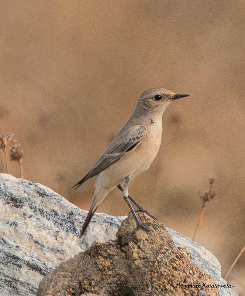 サバクヒタキ - ML626212298