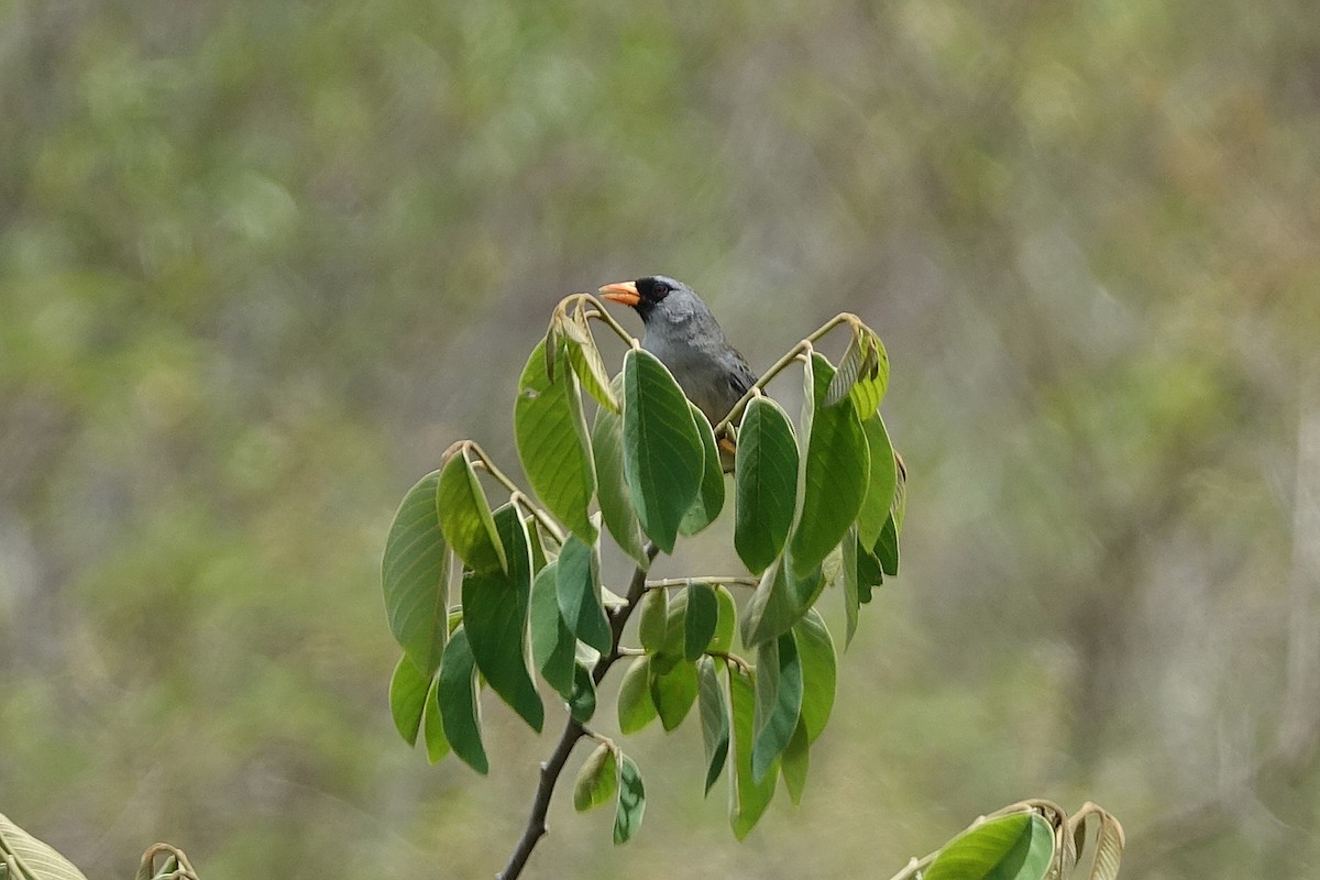 Gray-winged Inca-Finch - ML626212309